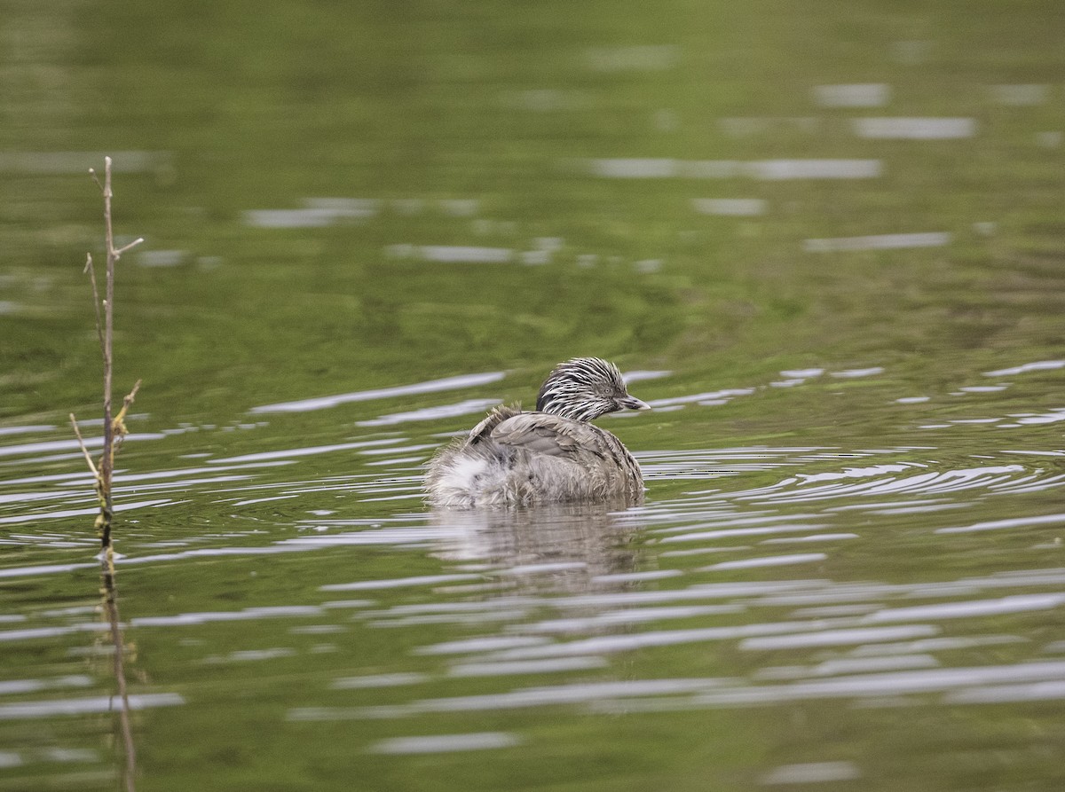Hoary-headed Grebe - ML646439883