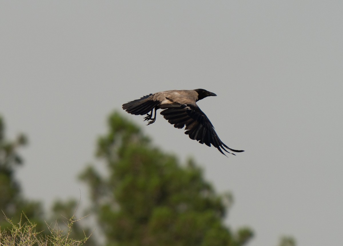 Hooded Crow - ML646439884