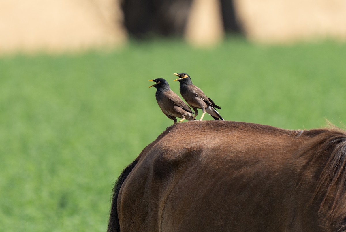 Common Myna - ML646439900
