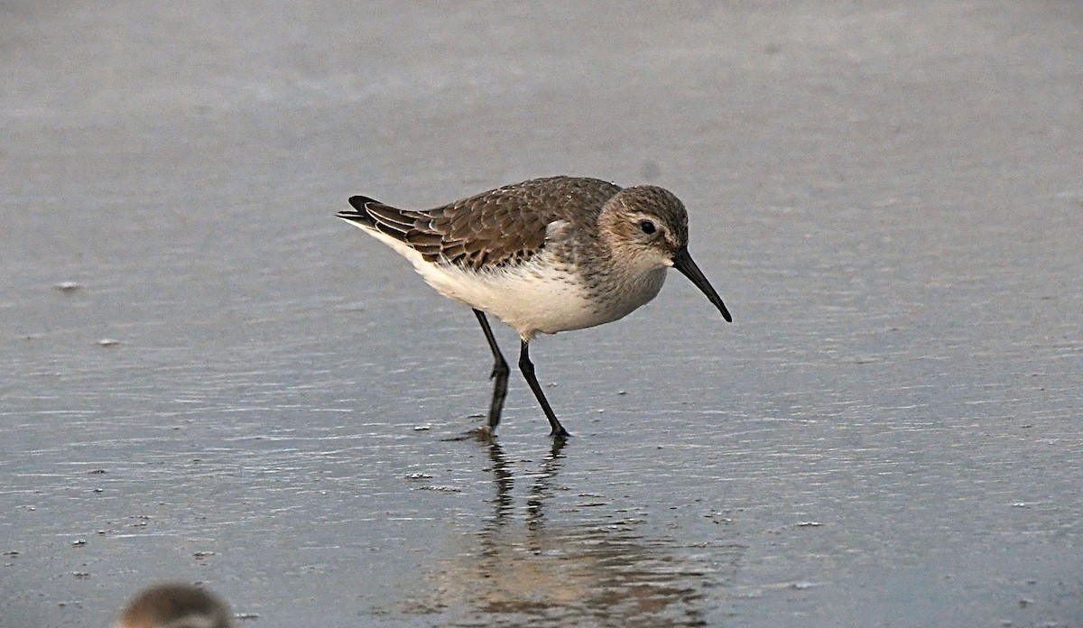 Хар элсэг - ML646439904