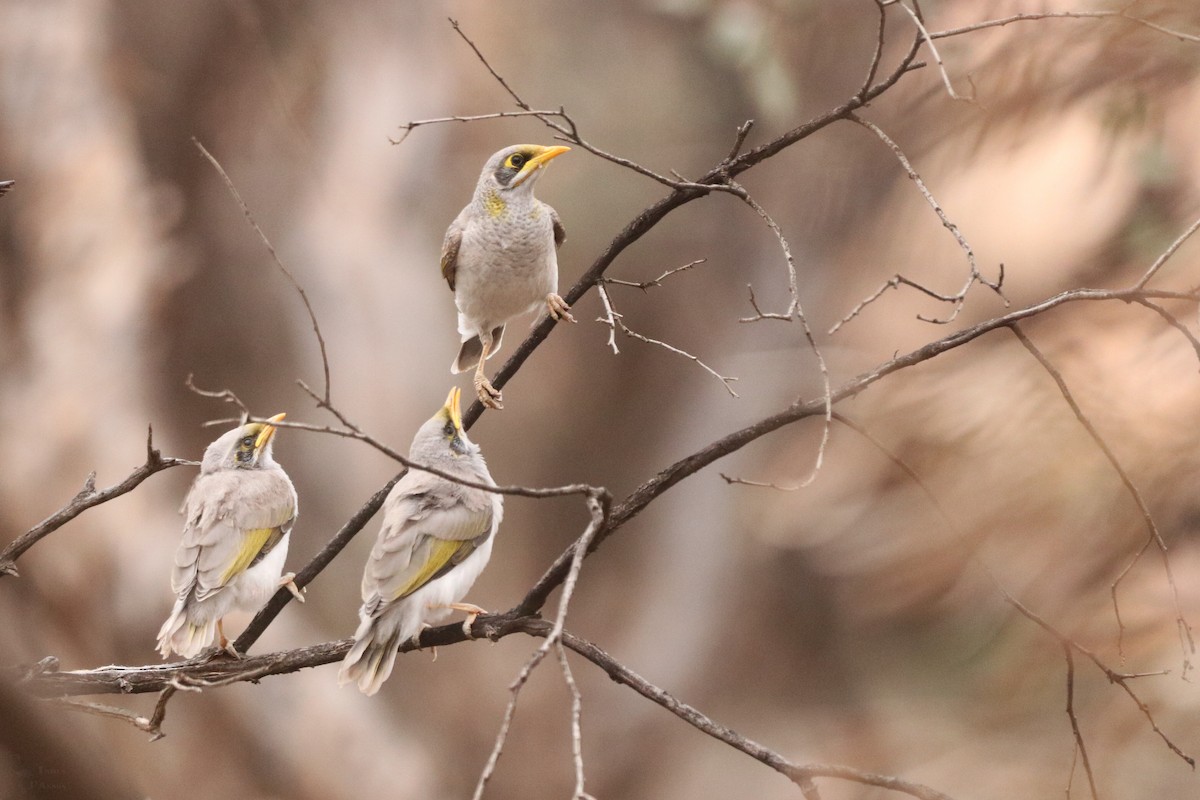 Yellow-throated Miner (Pale-rumped) - ML646439906