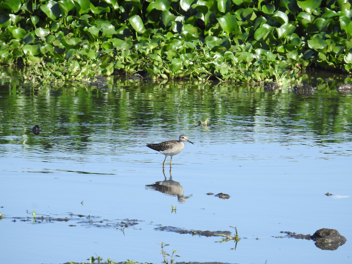 vodouš bahenní - ML646439913