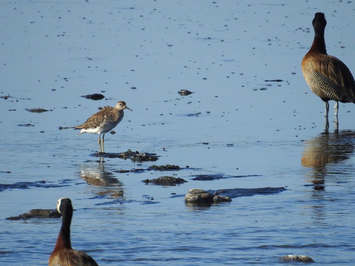 husička vdovka - ML646439914