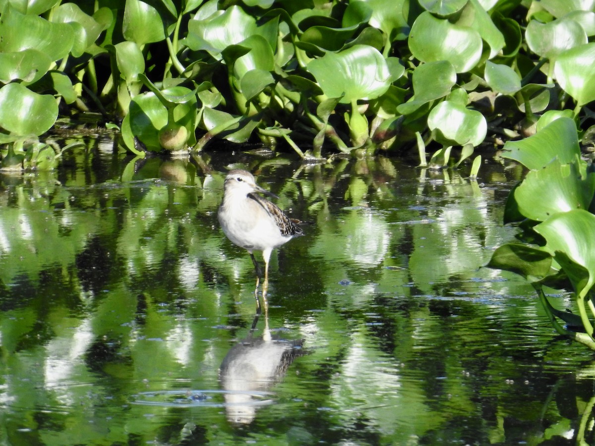 vodouš bahenní - ML646439915