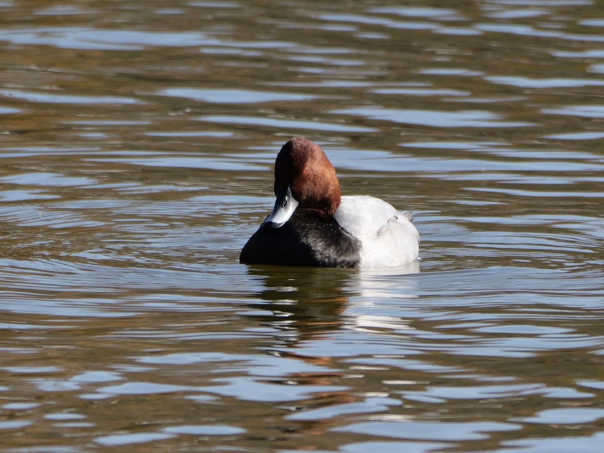 Common Pochard - ML646439918