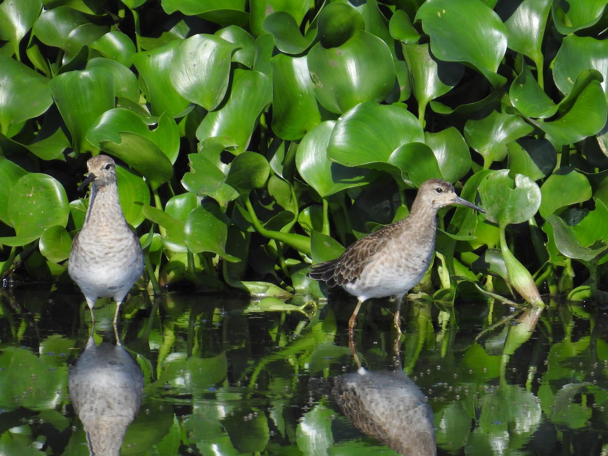 jespák bojovný - ML646439919