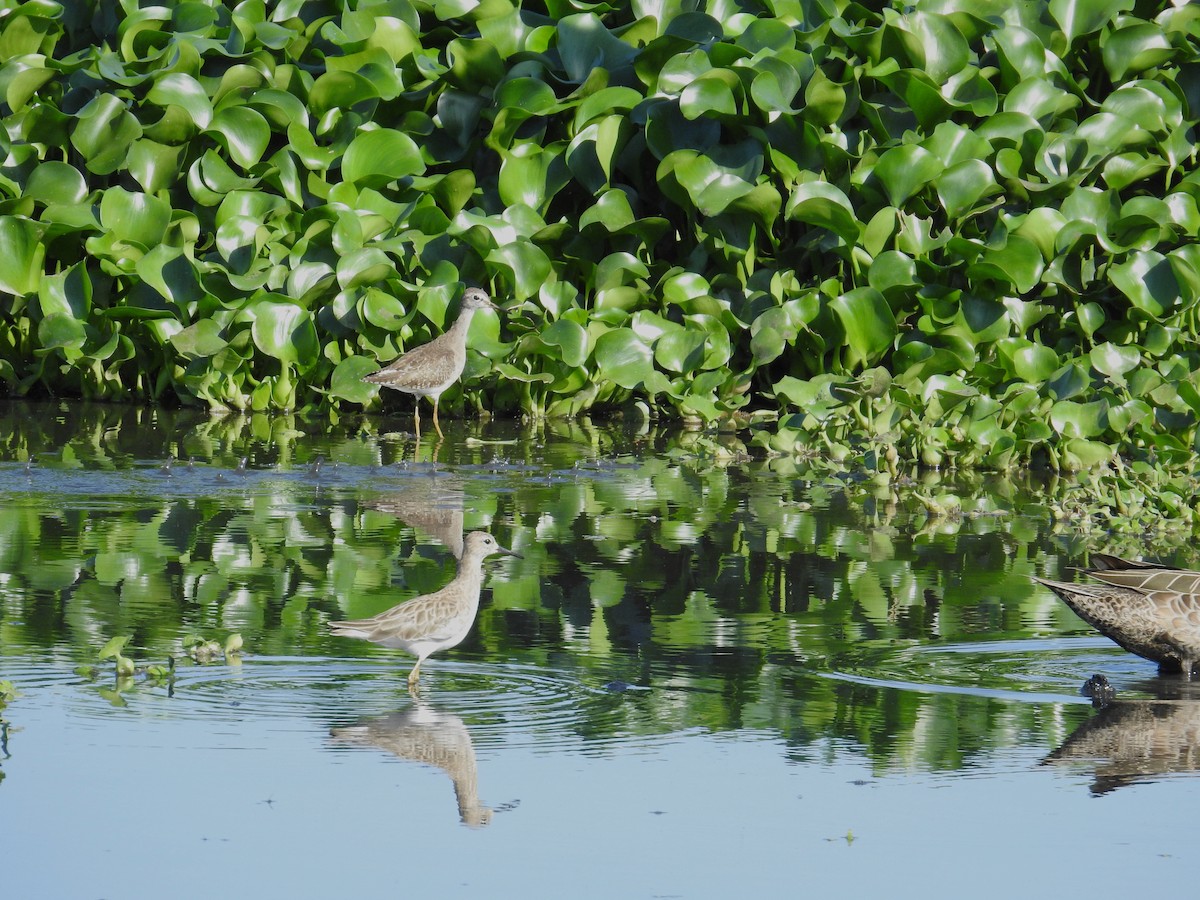 jespák bojovný - ML646439920