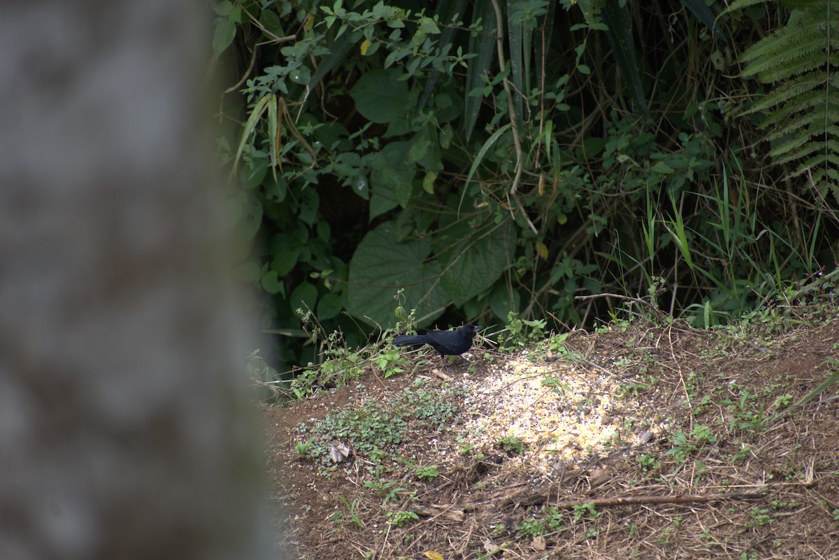White-lined Tanager - ML646439921
