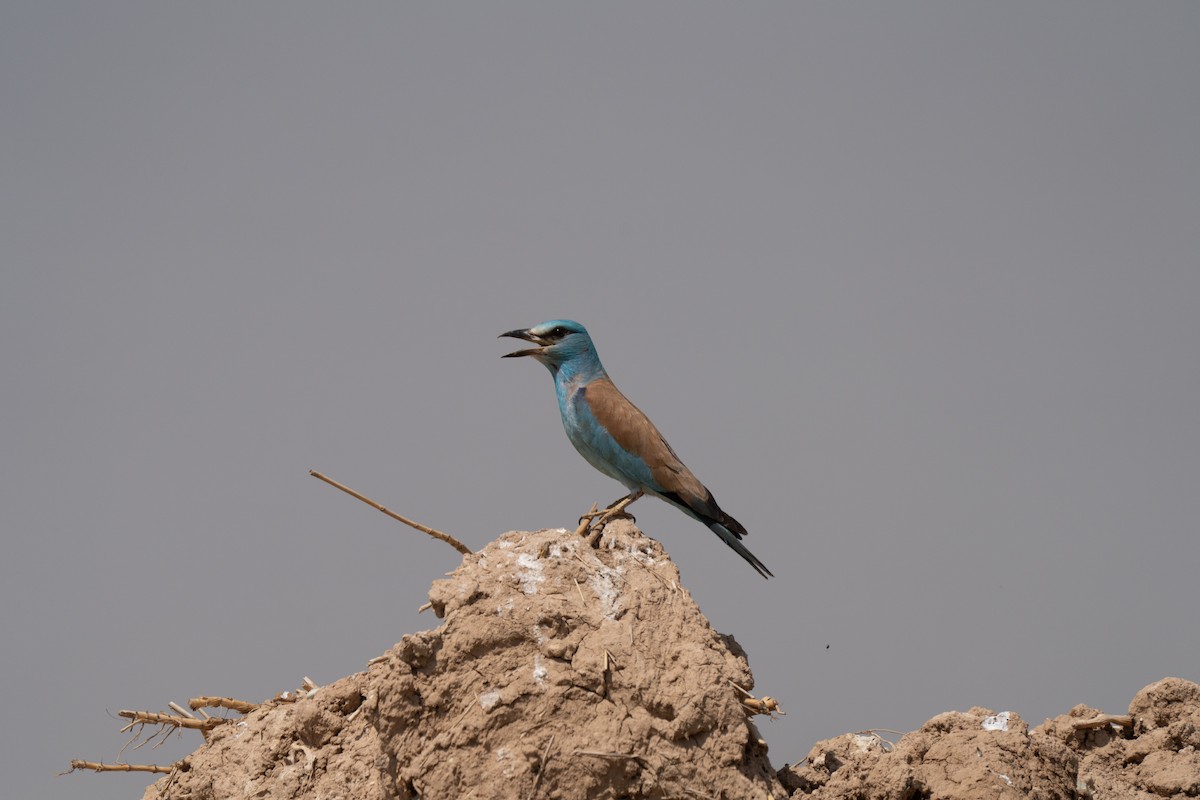 European Roller - ML646439925