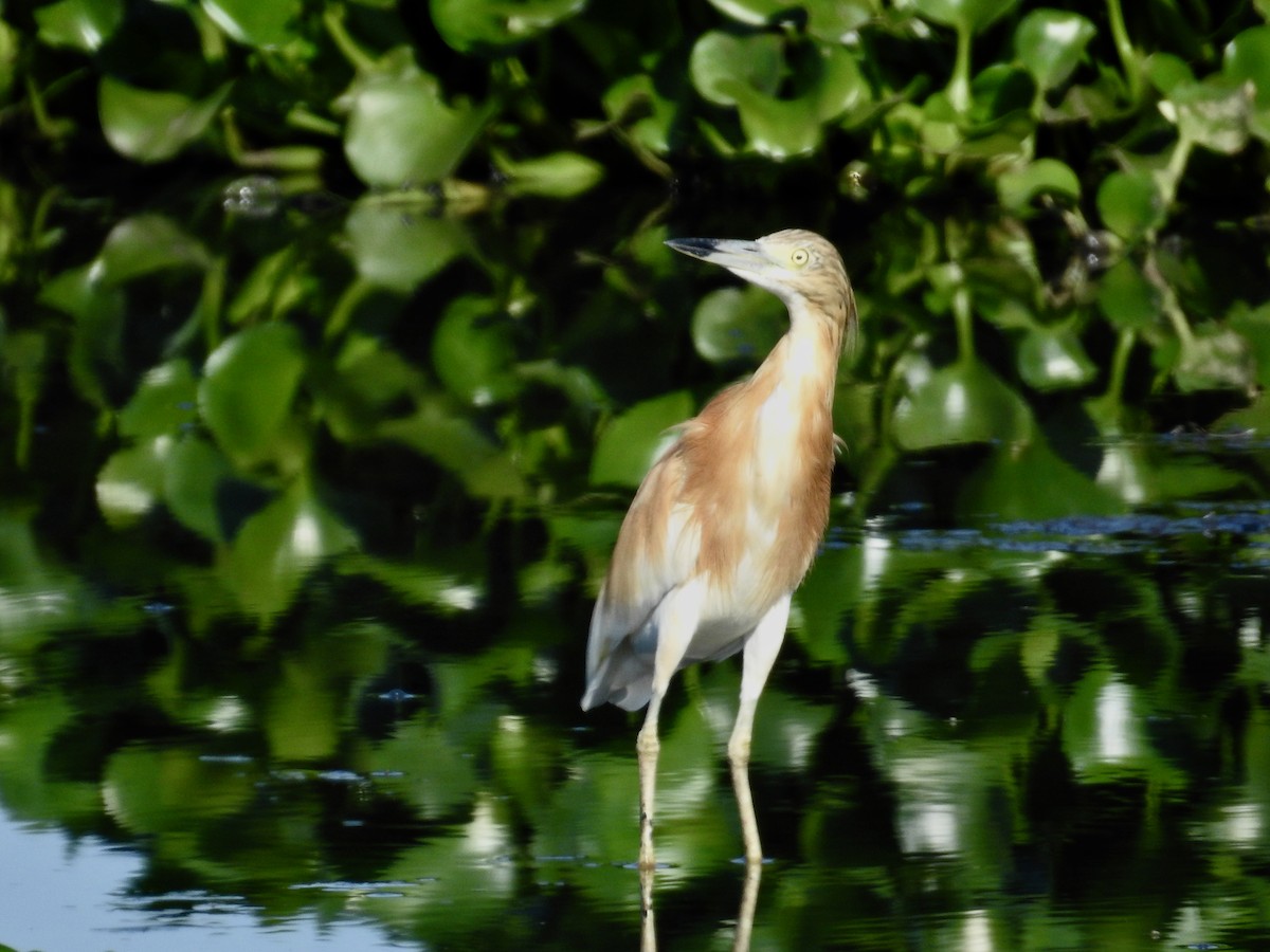 volavka vlasatá - ML646439926