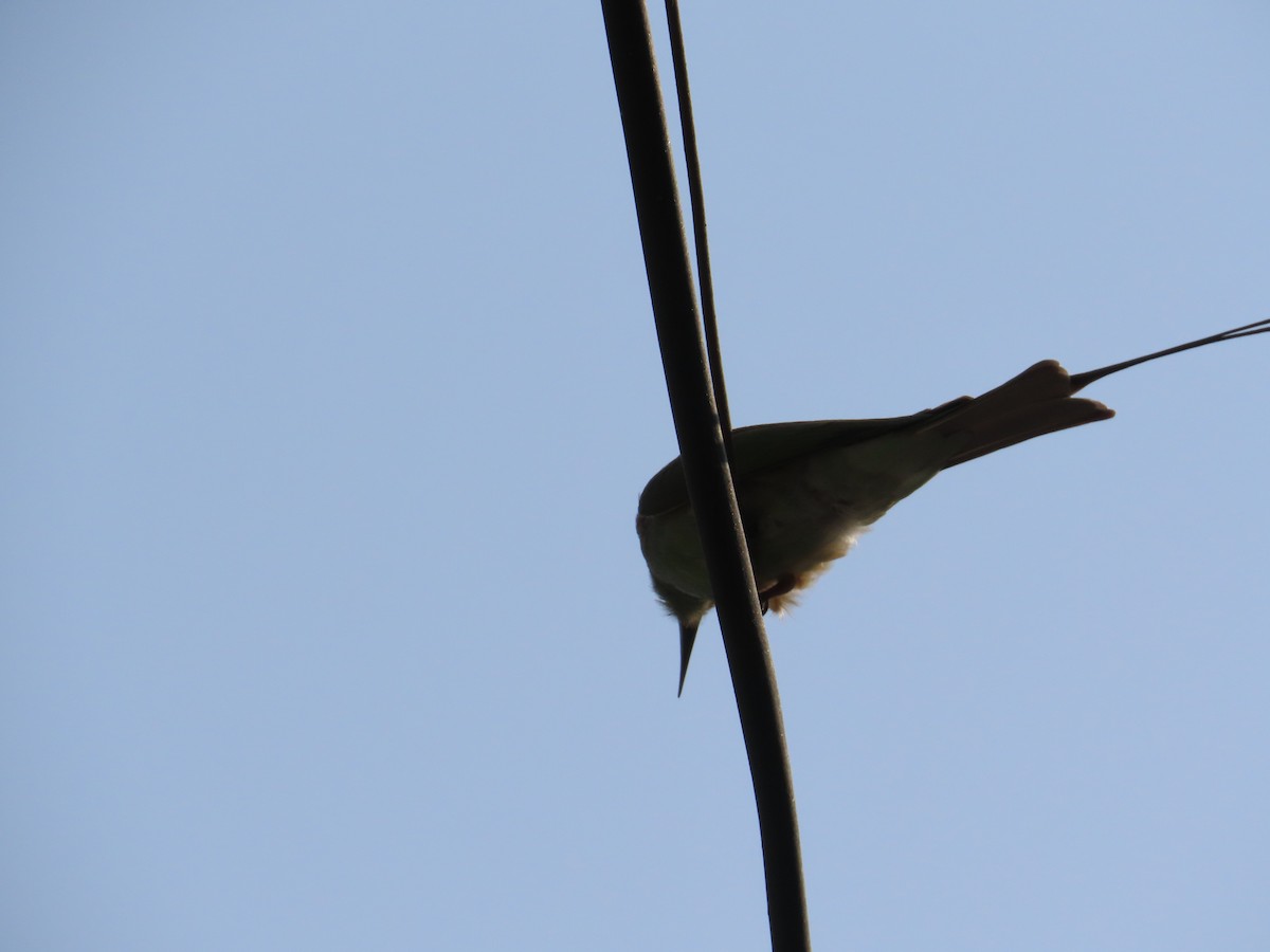 Asian Green Bee-eater - ML646439929
