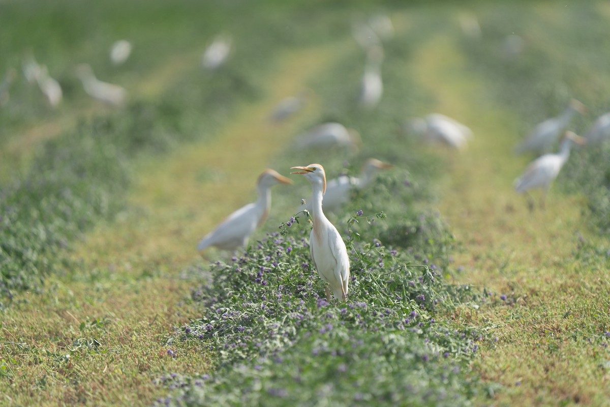 Western Cattle-Egret - ML646439931