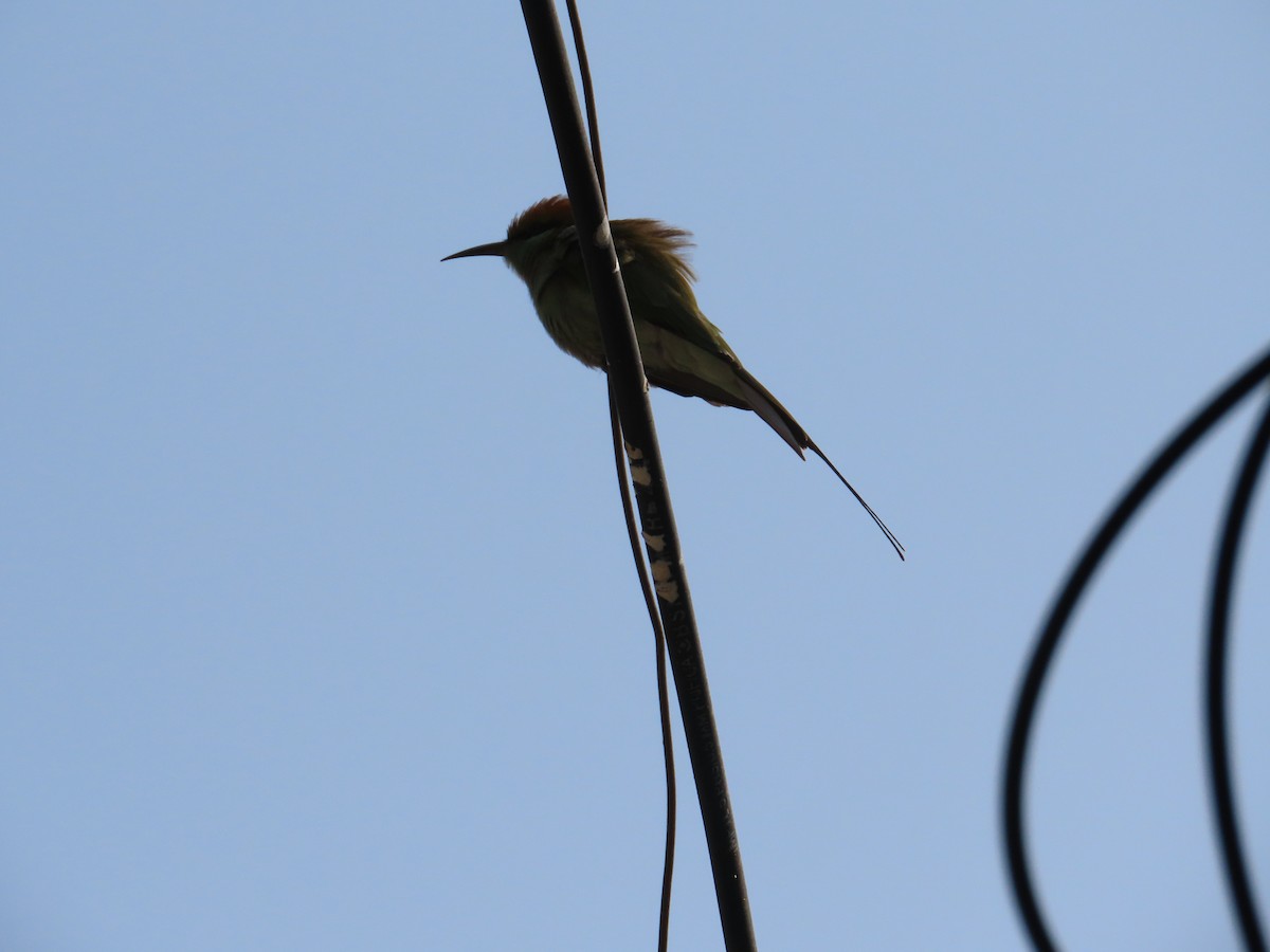 Asian Green Bee-eater - ML646439932