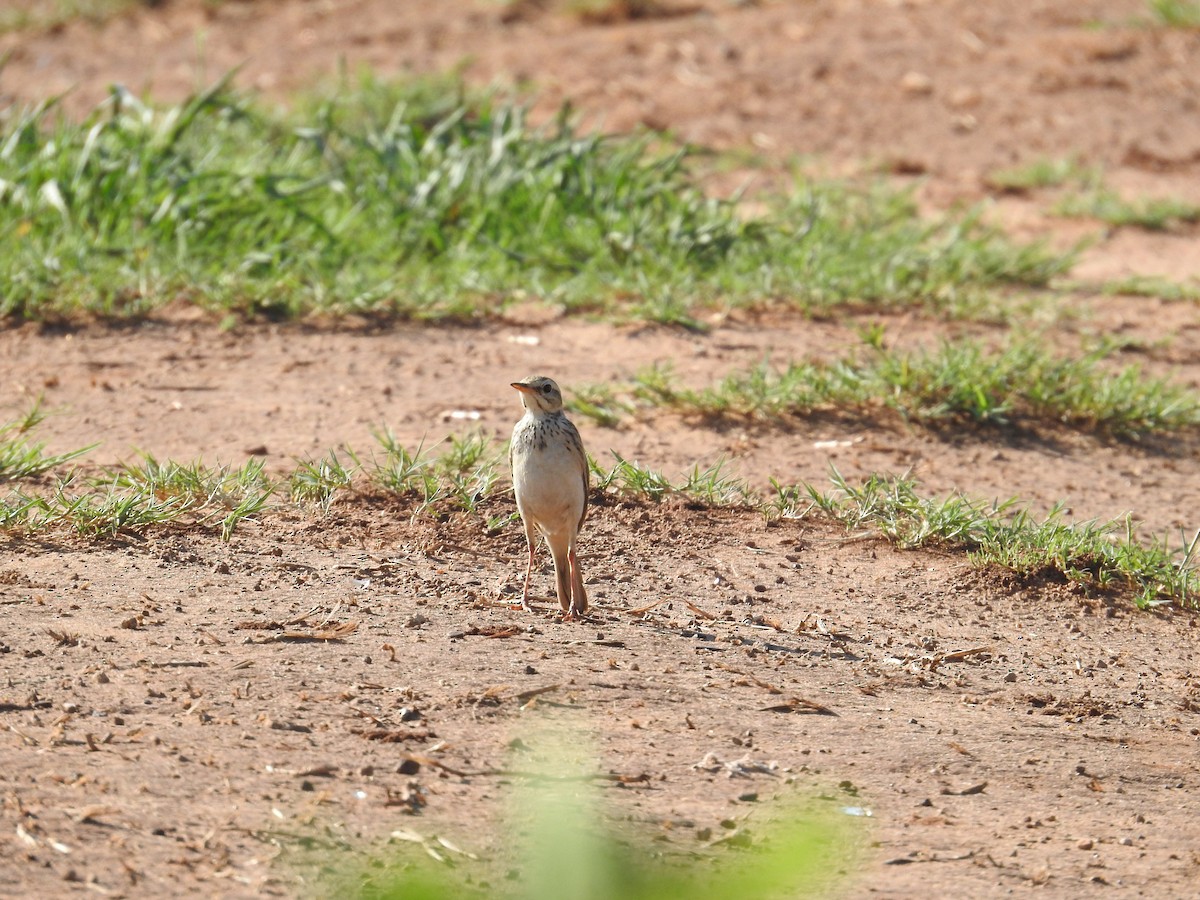 linduška pastvinná - ML646439937