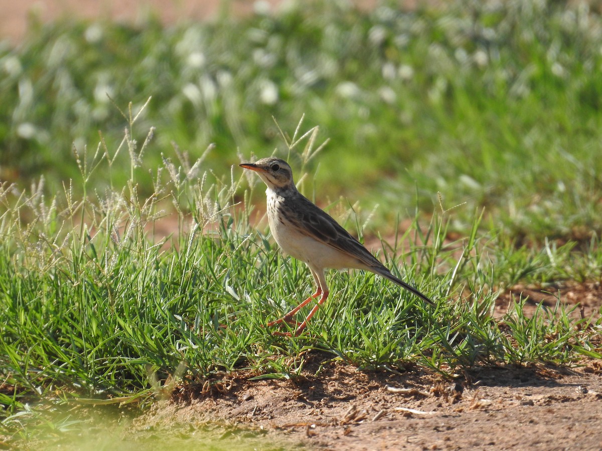 linduška pastvinná - ML646439938