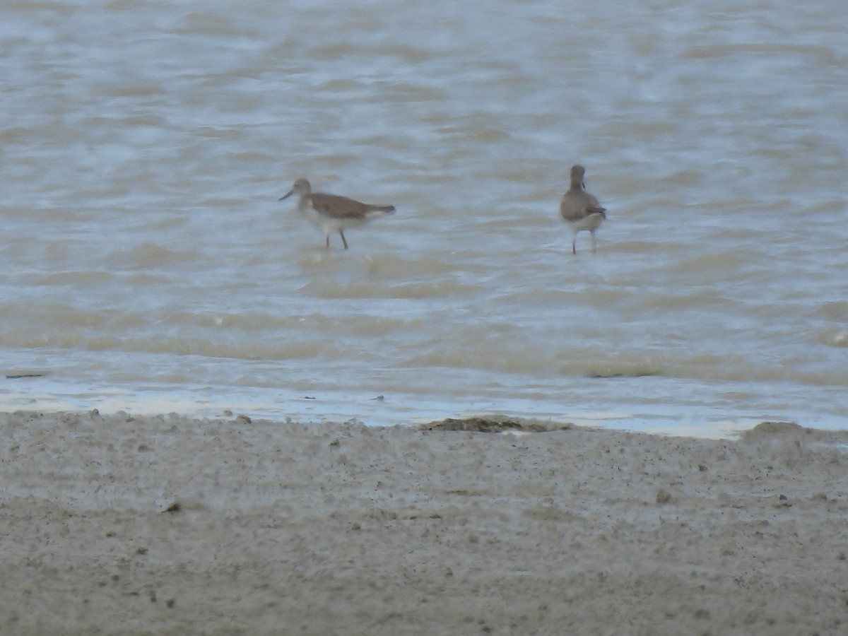 Gray-tailed Tattler - ML646439941