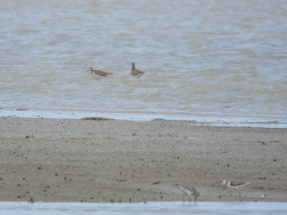 Gray-tailed Tattler - ML646439942