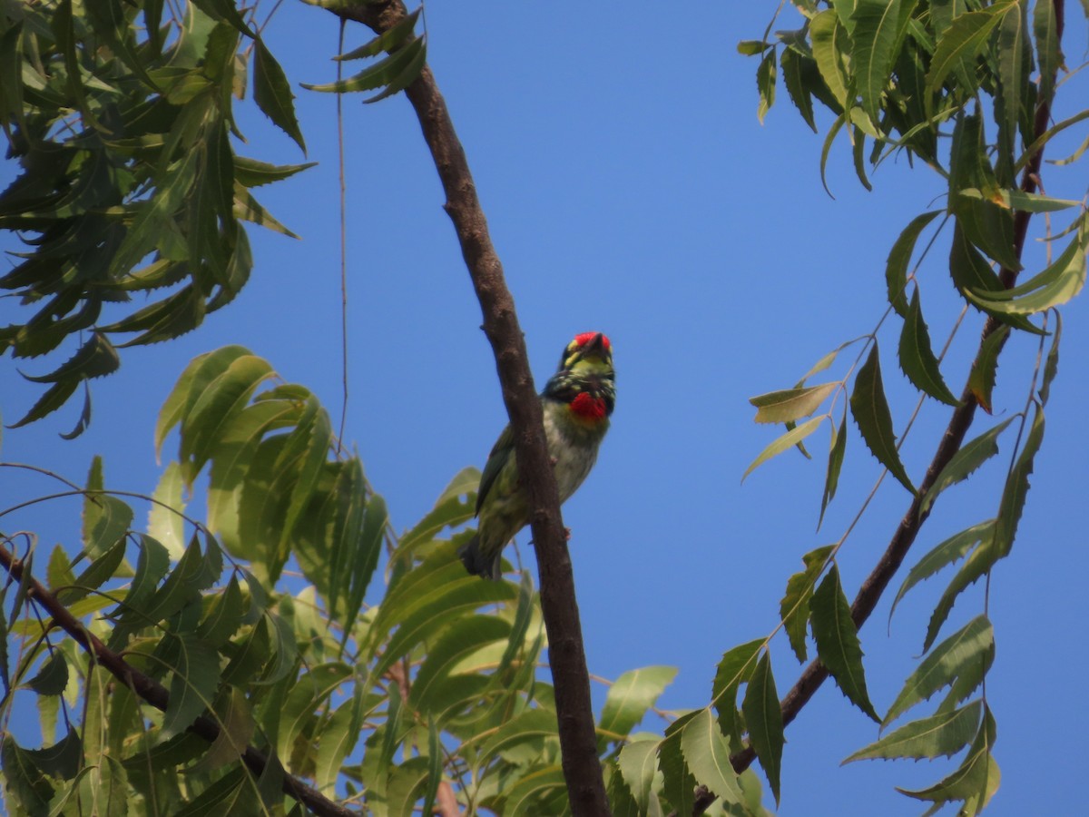 Coppersmith Barbet - ML646439944