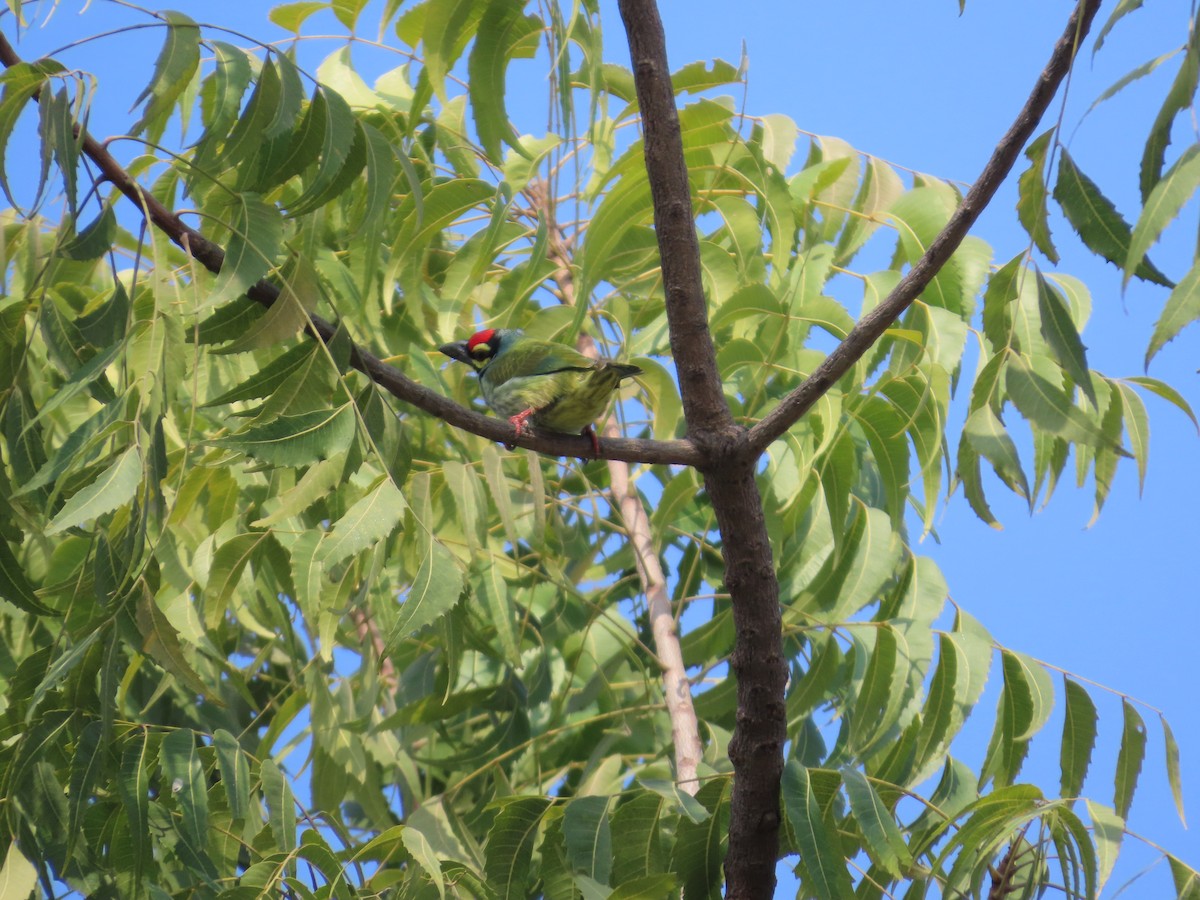 Coppersmith Barbet - ML646439945