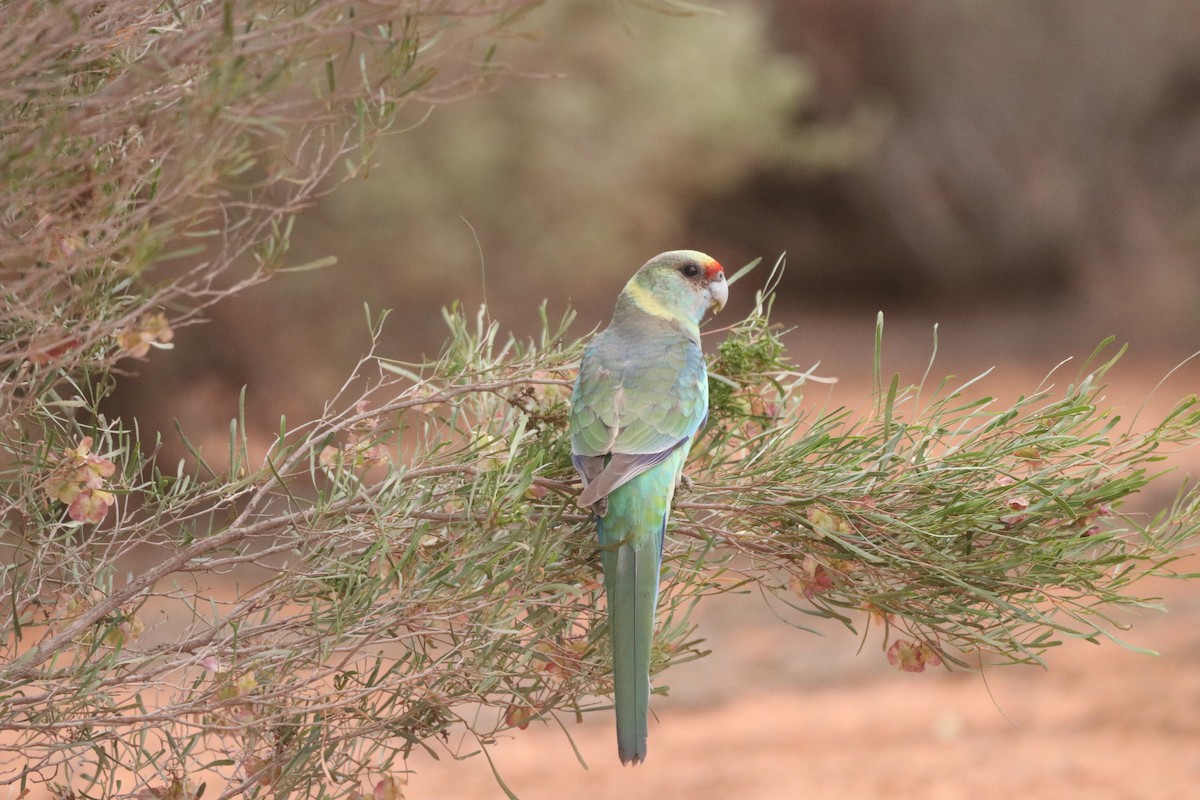 Australian Ringneck (Mallee) - ML646439946