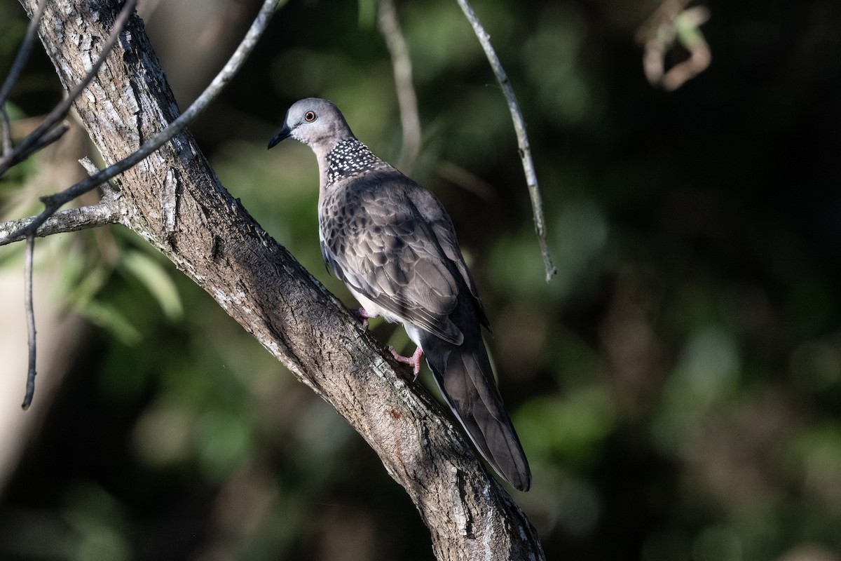 珠頸斑鳩(chinensis/tigrina) - ML646439955