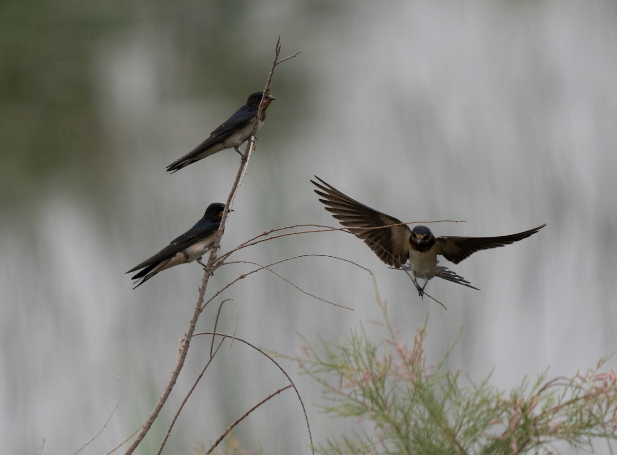 Barn Swallow - ML646439956