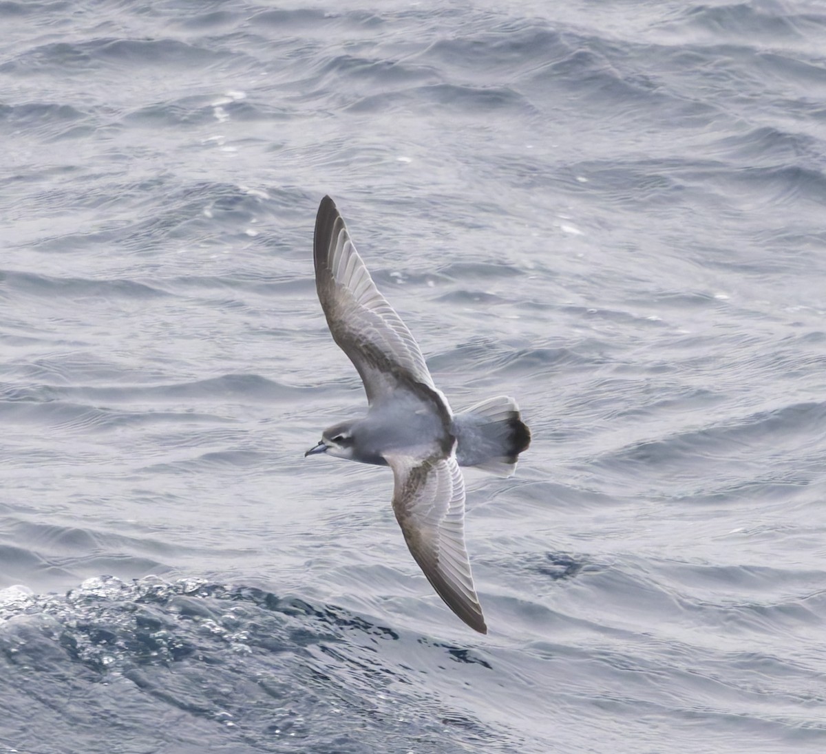 Antarctic Prion - ML646439957