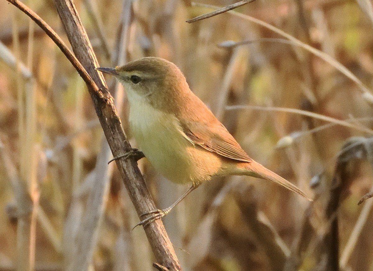 Хээрийн охил бялзуухай - ML646439964