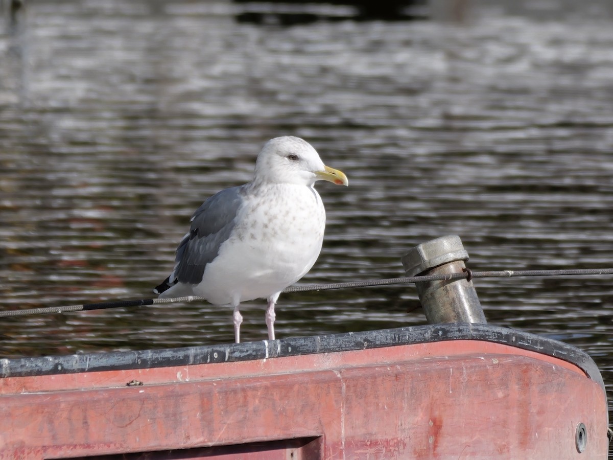 Vega Gull - ML646439968