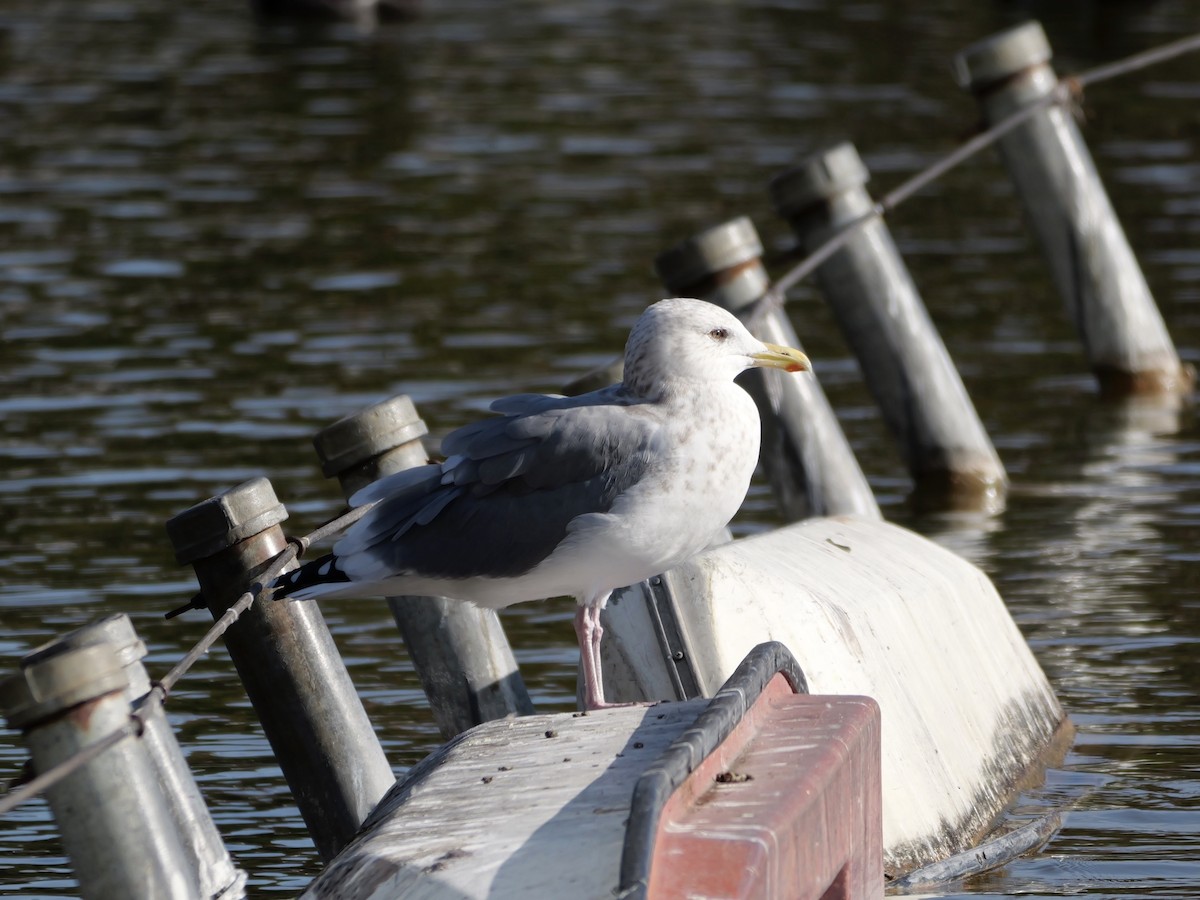 Vega Gull - ML646439969