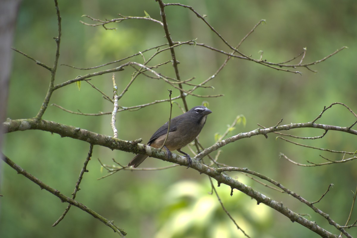 Cinnamon-bellied Saltator - ML646439971