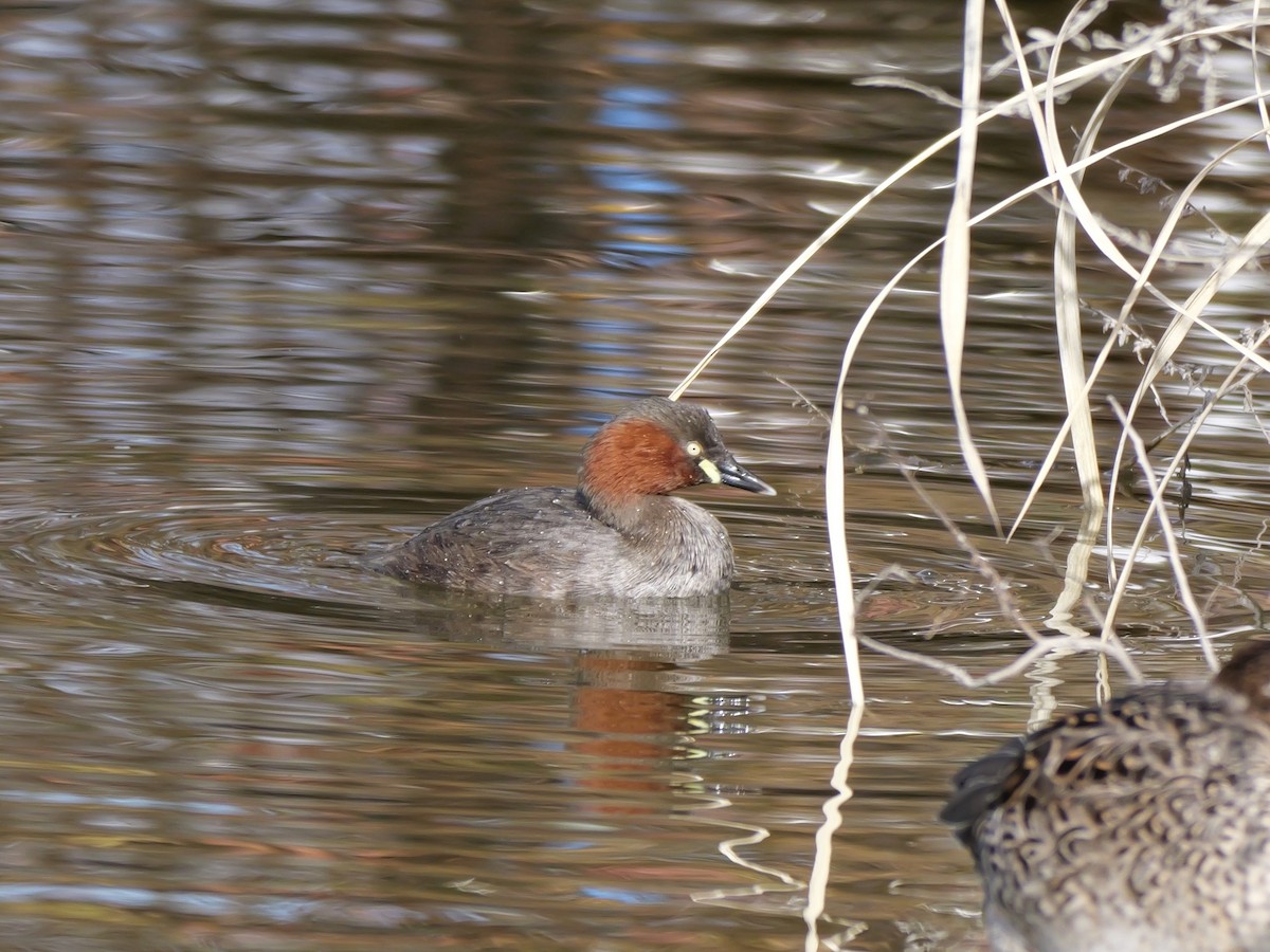 Little Grebe - ML646439972