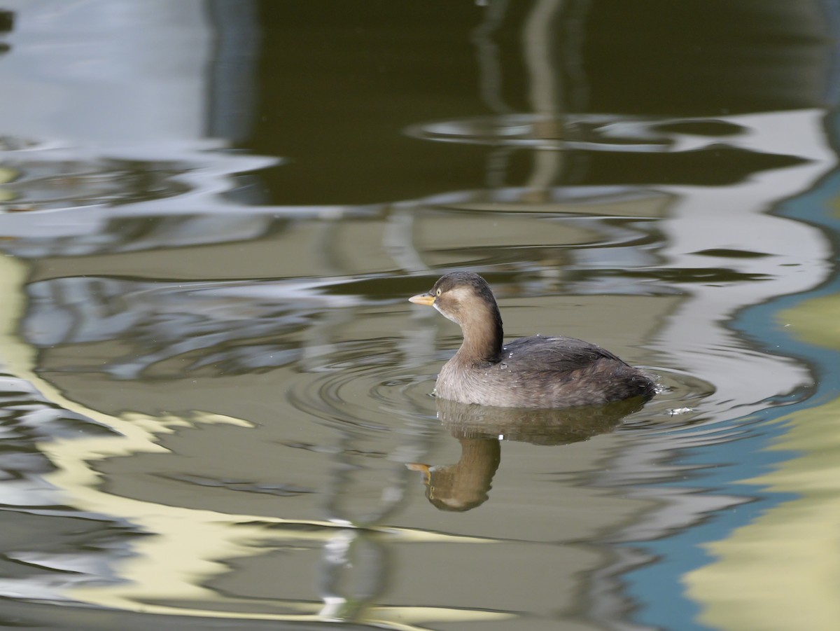 Little Grebe - ML646439973