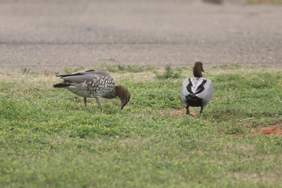 Maned Duck - ML646439975