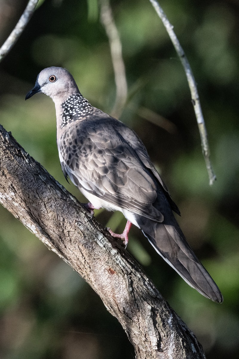 珠頸斑鳩(chinensis/tigrina) - ML646439976