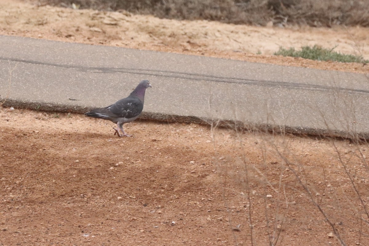 Rock Pigeon (Feral Pigeon) - ML646439979