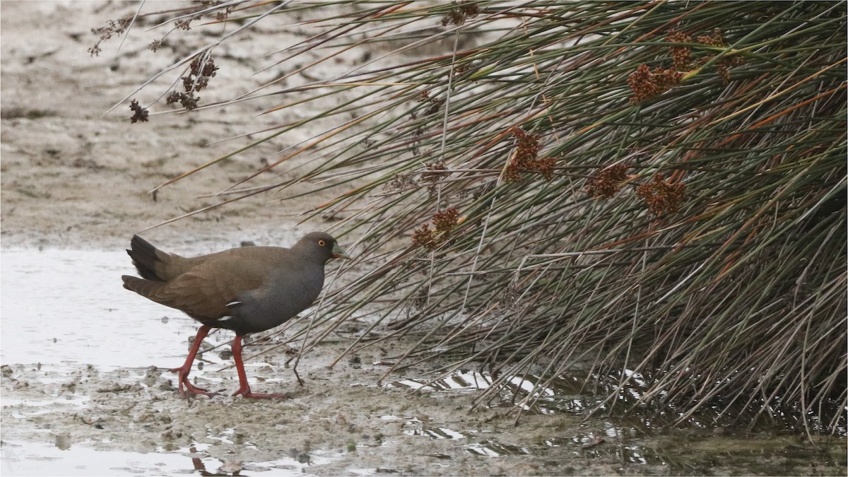 Black-tailed Nativehen - ML646439983
