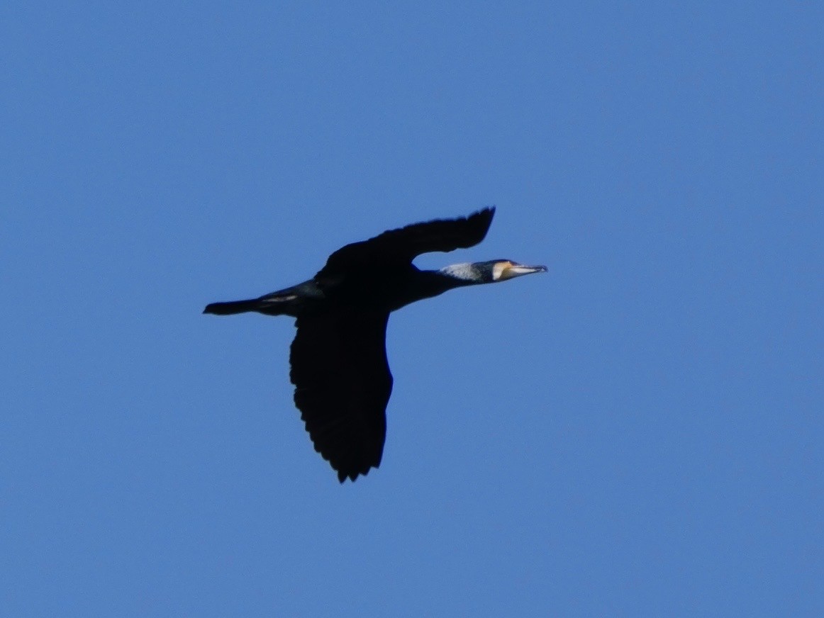 Great Cormorant - ML646439984