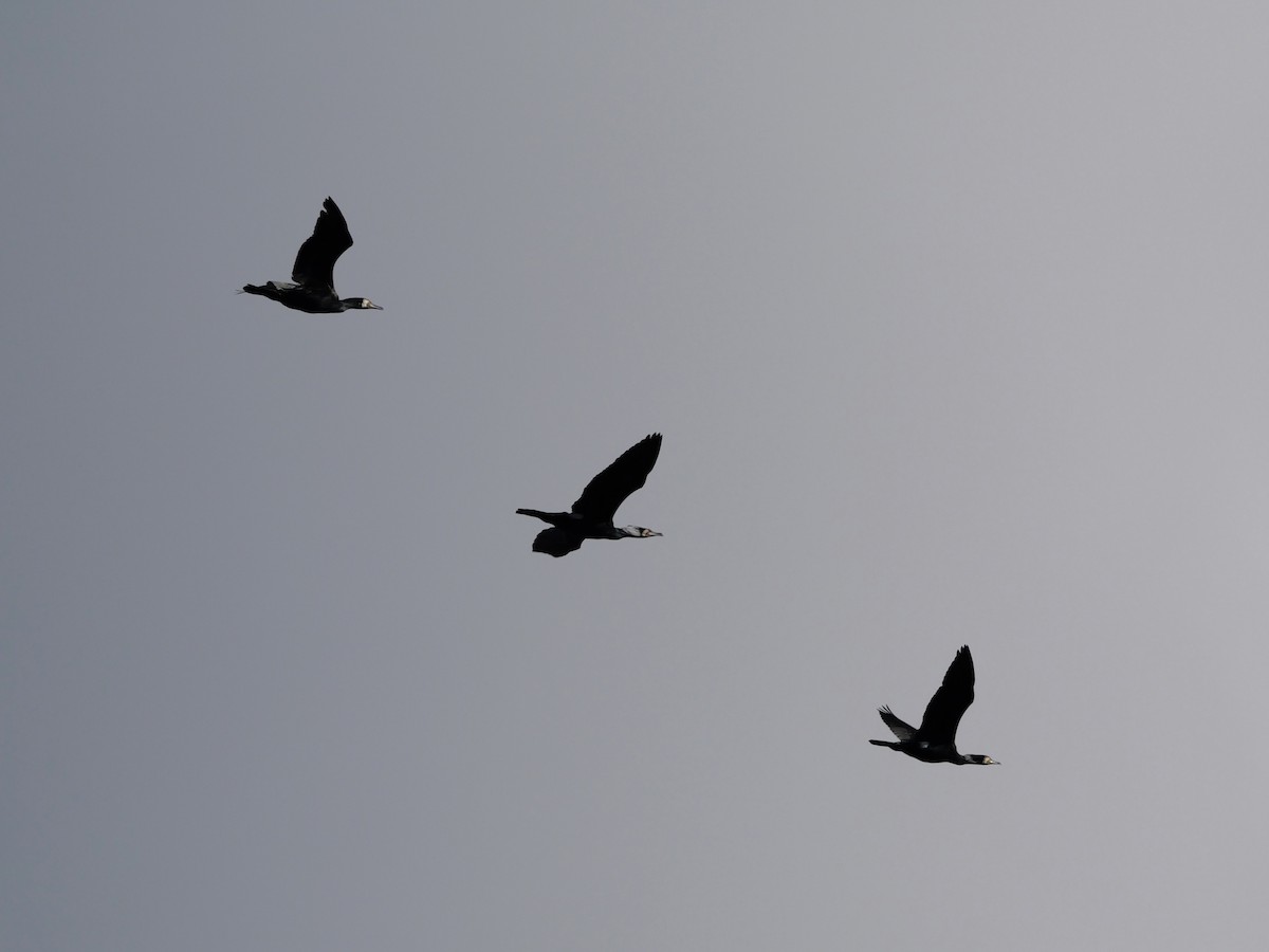 Great Cormorant - ML646439985