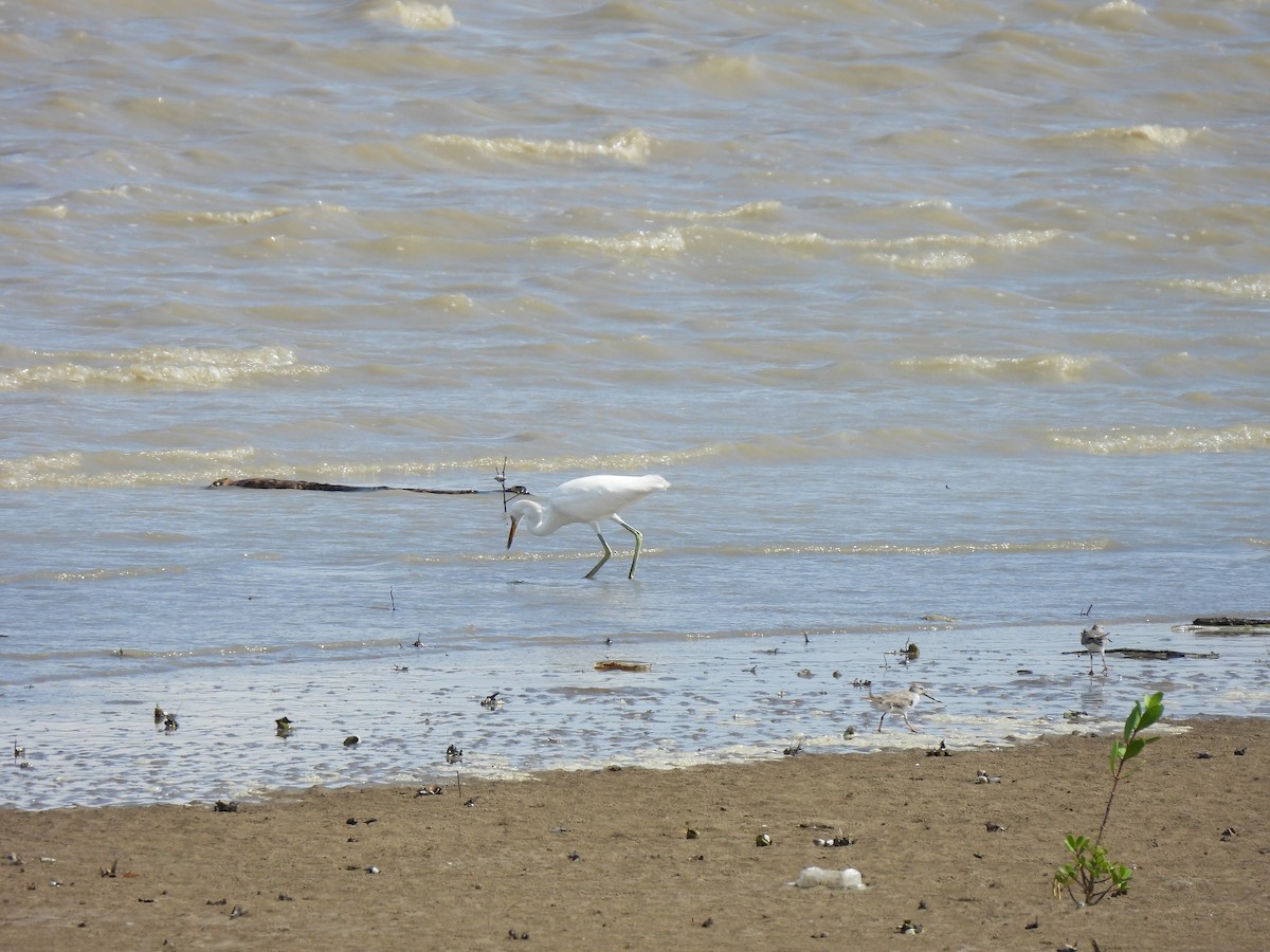 Chinese Egret - ML646439986