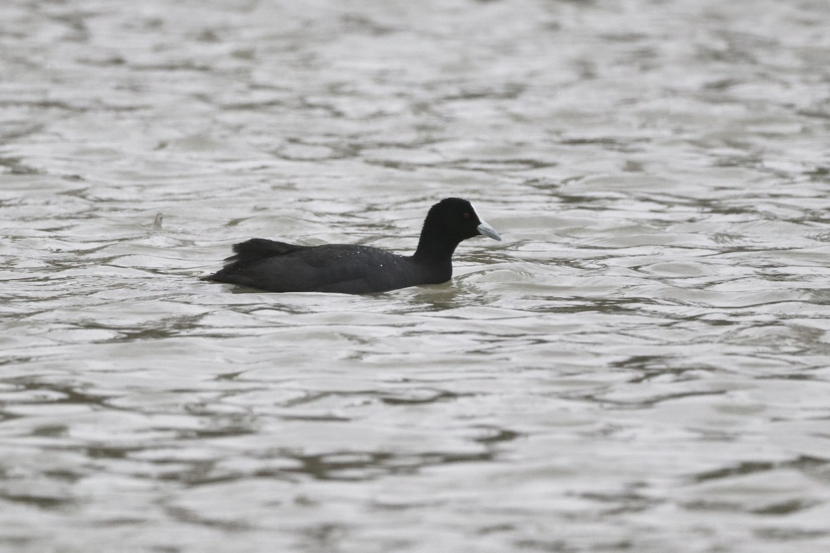 Eurasian Coot - ML646439987