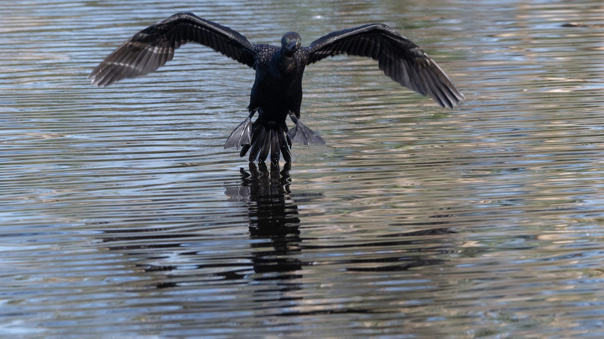 Little Black Cormorant - ML646439989