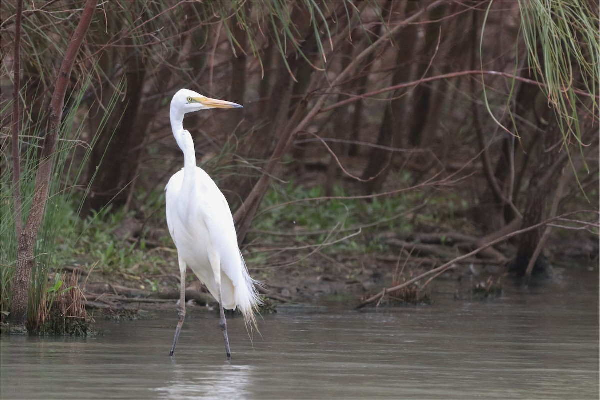 ダイサギ - ML646439990