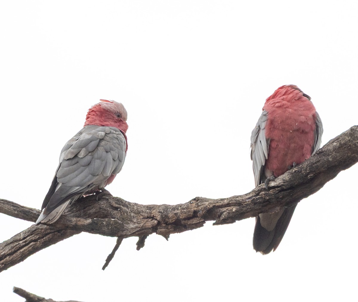 モモイロインコ - ML646439991