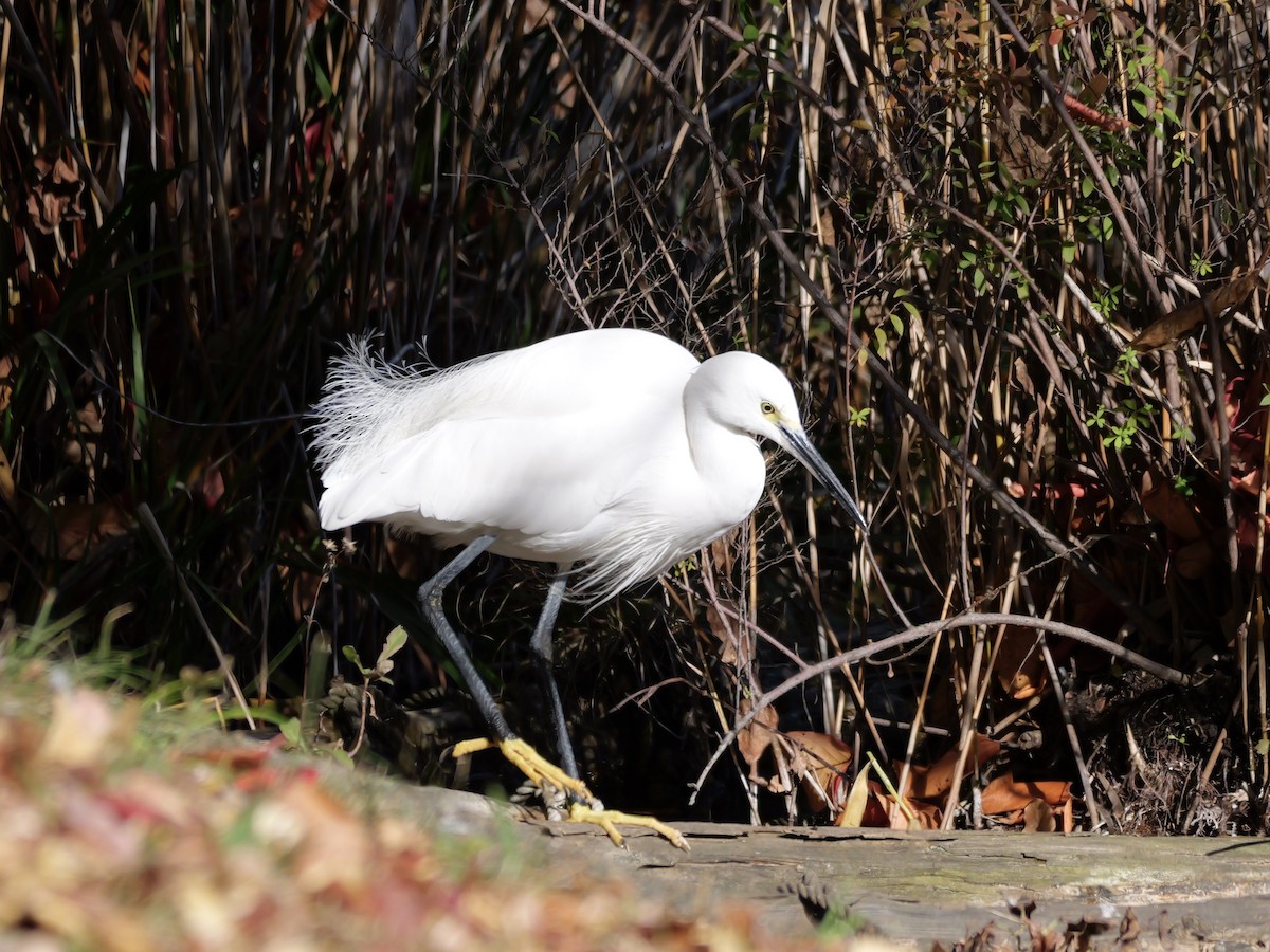 コサギ - ML646439992