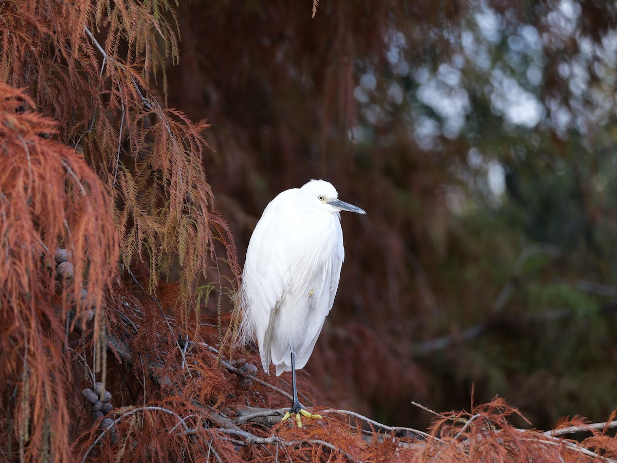 コサギ - ML646439993