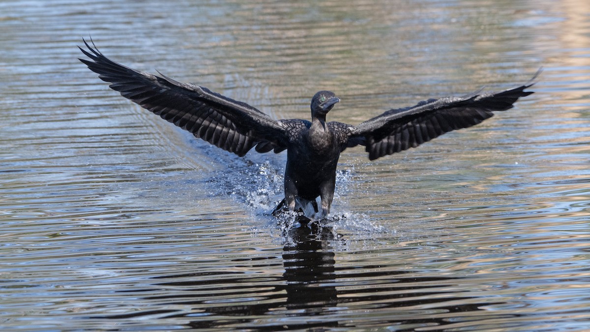 ミナミクロヒメウ - ML646439994