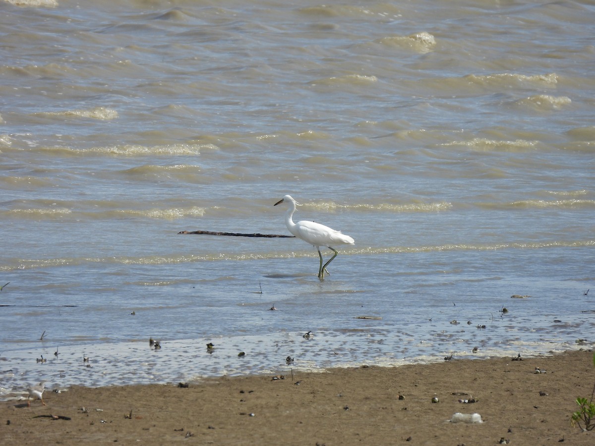 カラシラサギ - ML646439995