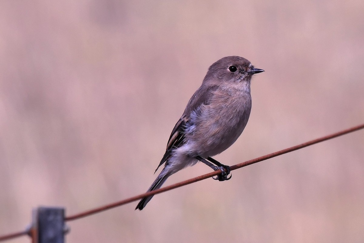 ノドアカサンショクヒタキ - ML646439996