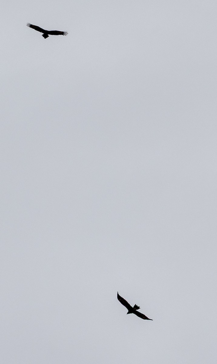 オナガイヌワシ - ML646439997